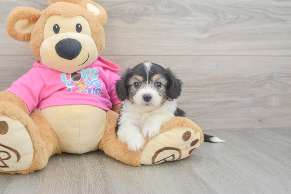 Aussiechon Pup Being Cute