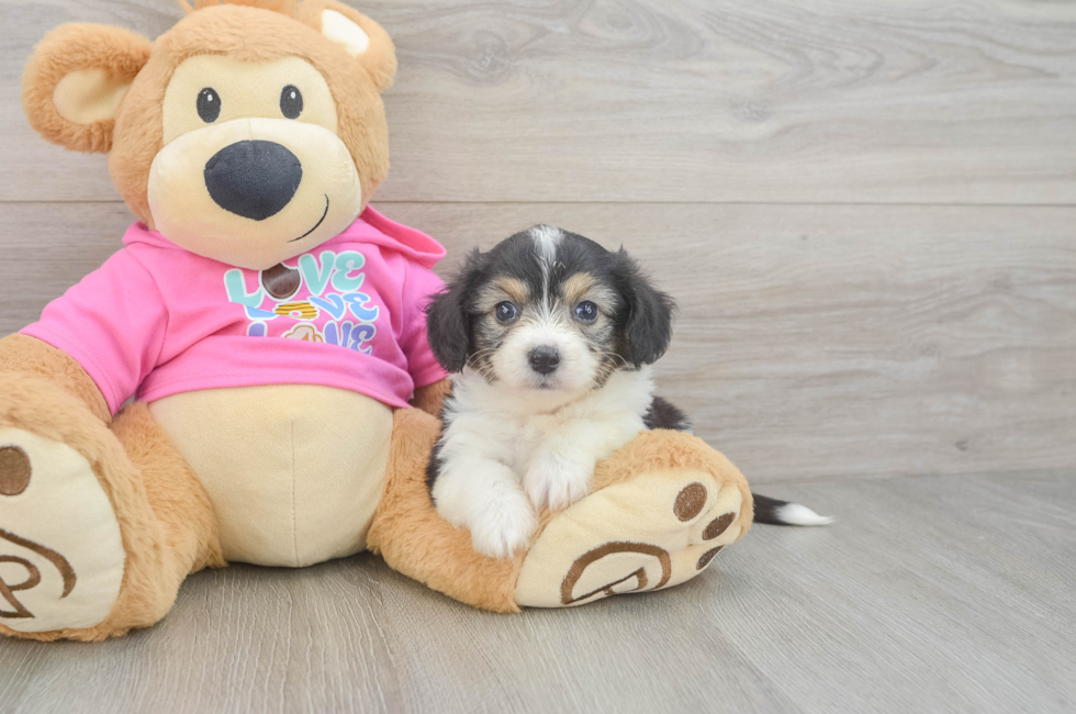 5 week old Aussiechon Puppy For Sale - Premier Pups