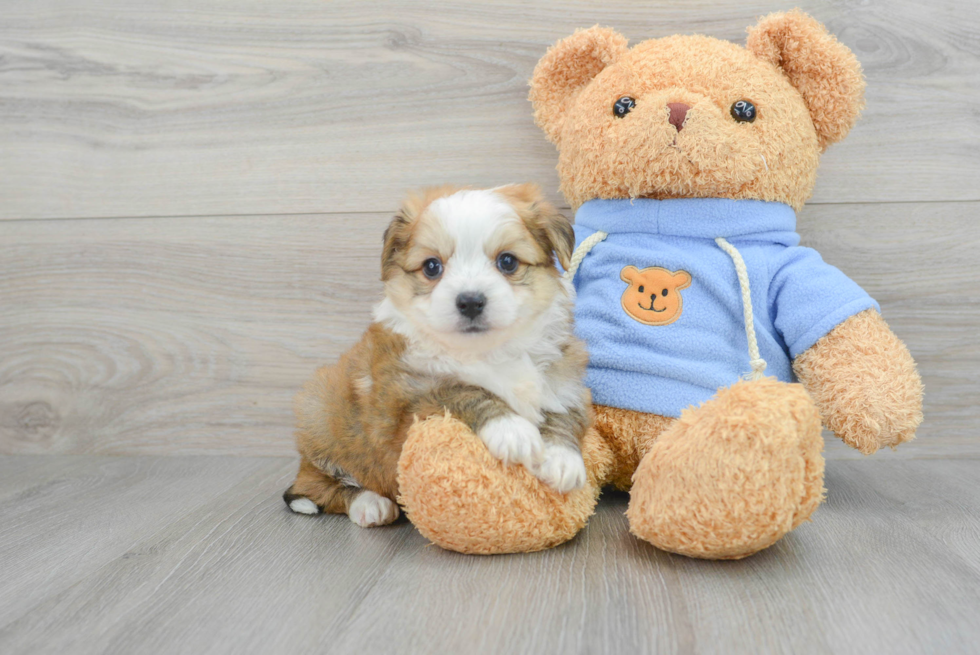 Fluffy Aussiechon Designer Pup