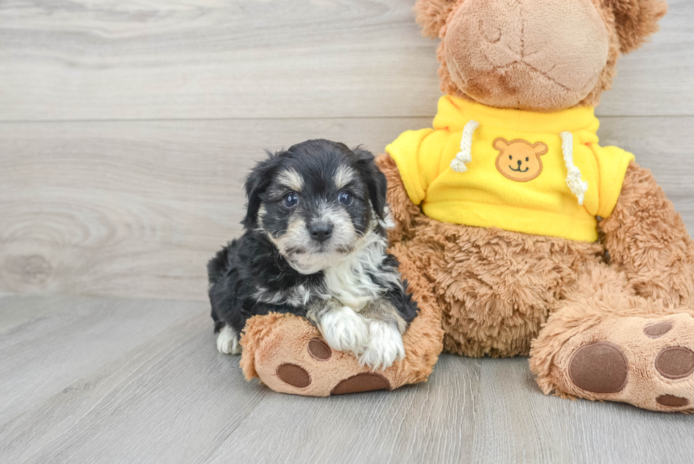 Energetic Australian Designer Puppy