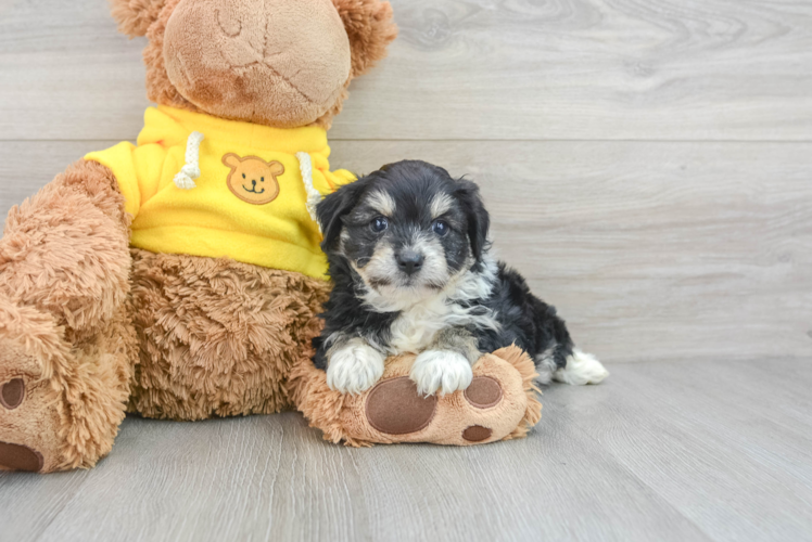 Petite Aussiechon Designer Pup