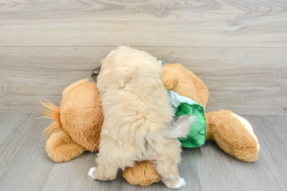 Adorable Aussie Bichon Designer Puppy