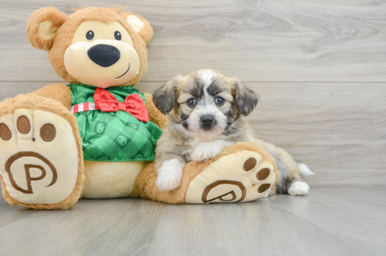 Little Aussie Bichon Designer Puppy