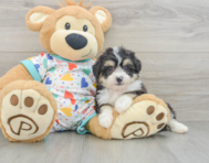 7 week old Aussiechon Puppy For Sale - Premier Pups