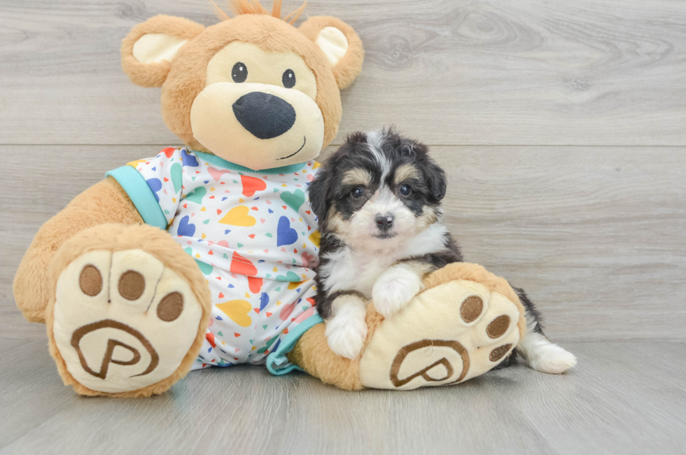 6 week old Aussiechon Puppy For Sale - Premier Pups