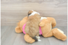 Playful Aussie Bichon Designer Puppy