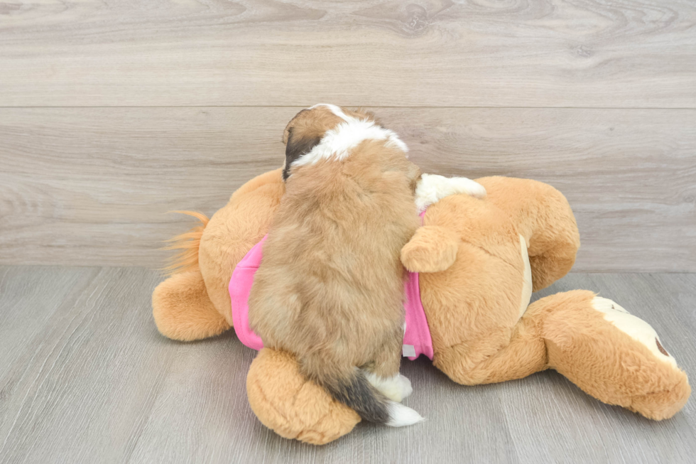 Playful Aussie Bichon Designer Puppy