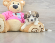 6 week old Aussiechon Puppy For Sale - Premier Pups