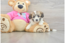 Funny Aussiechon Designer Pup