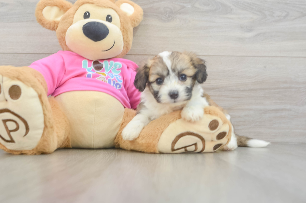 5 week old Aussiechon Puppy For Sale - Premier Pups