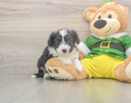 5 week old Aussiechon Puppy For Sale - Premier Pups