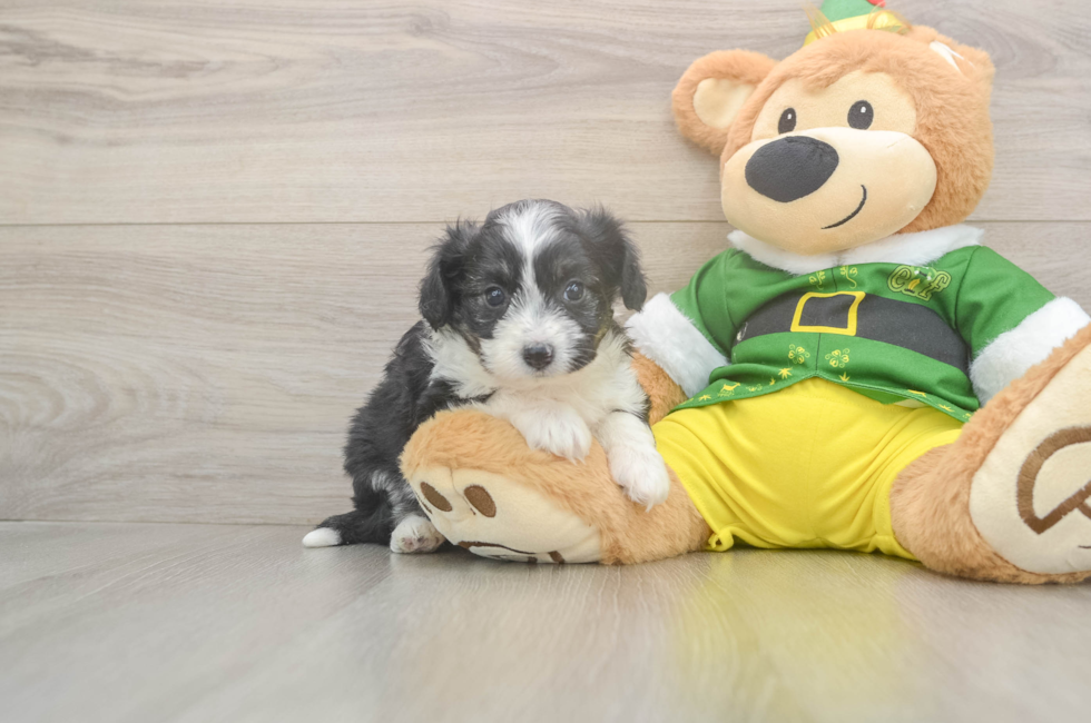 5 week old Aussiechon Puppy For Sale - Premier Pups