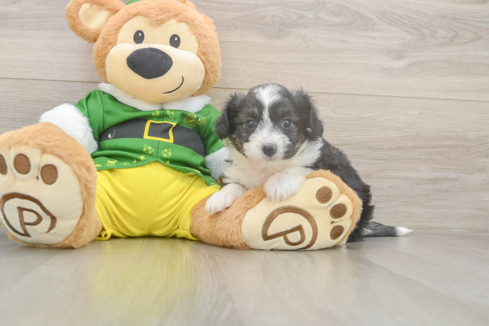 Best Aussiechon Baby