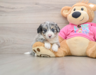 8 week old Aussiechon Puppy For Sale - Premier Pups