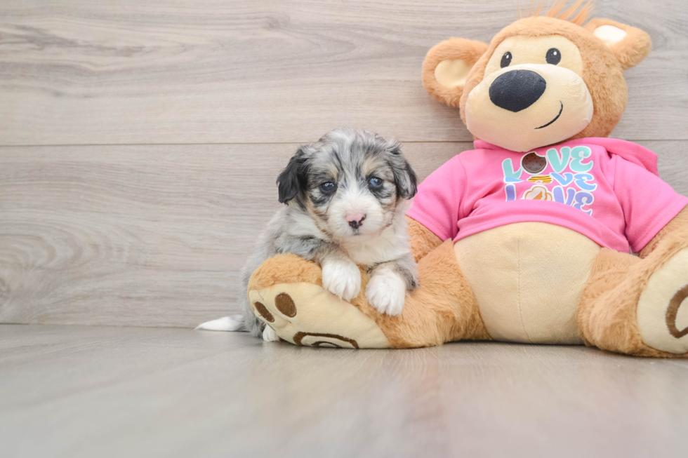 Cute Aussiechon Baby