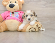 8 week old Aussiechon Puppy For Sale - Premier Pups