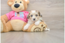 Aussiechon Puppy for Adoption