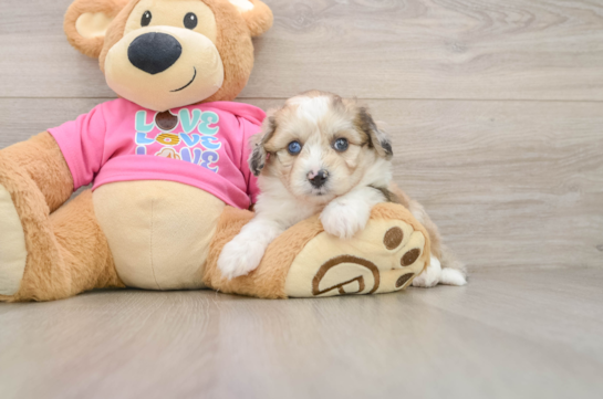 Aussiechon Puppy for Adoption