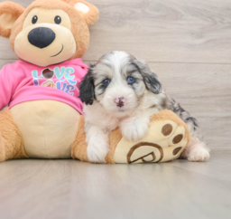 5 week old Aussiechon Puppy For Sale - Premier Pups