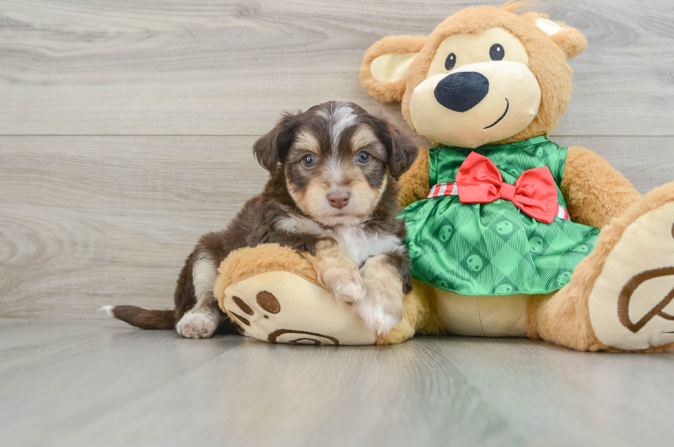 6 week old Aussiechon Puppy For Sale - Premier Pups