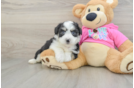 Aussiechon Pup Being Cute