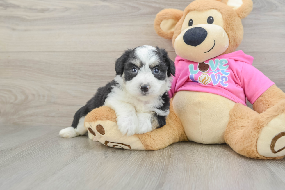 Aussiechon Pup Being Cute