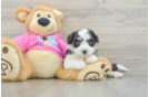 Aussiechon Puppy for Adoption