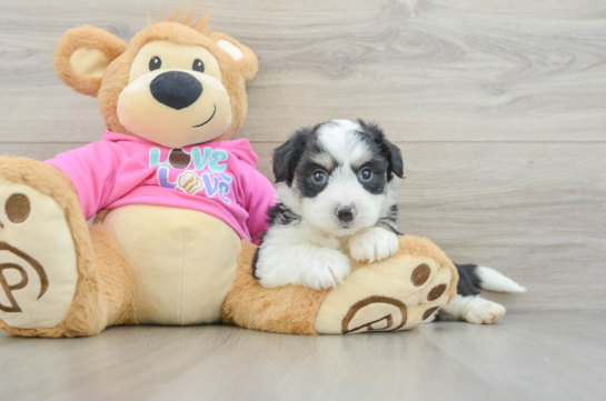 Aussiechon Puppy for Adoption