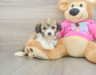 6 week old Aussiechon Puppy For Sale - Premier Pups