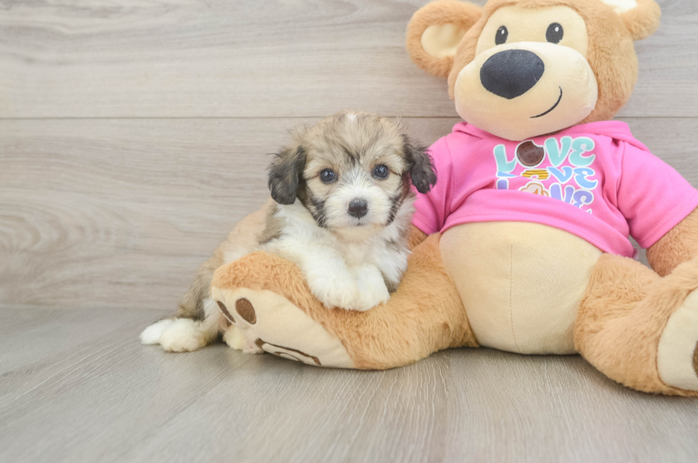 5 week old Aussiechon Puppy For Sale - Premier Pups