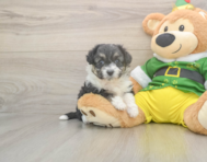 5 week old Aussiechon Puppy For Sale - Premier Pups
