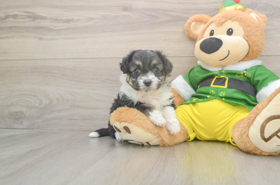 5 week old Aussiechon Puppy For Sale - Premier Pups