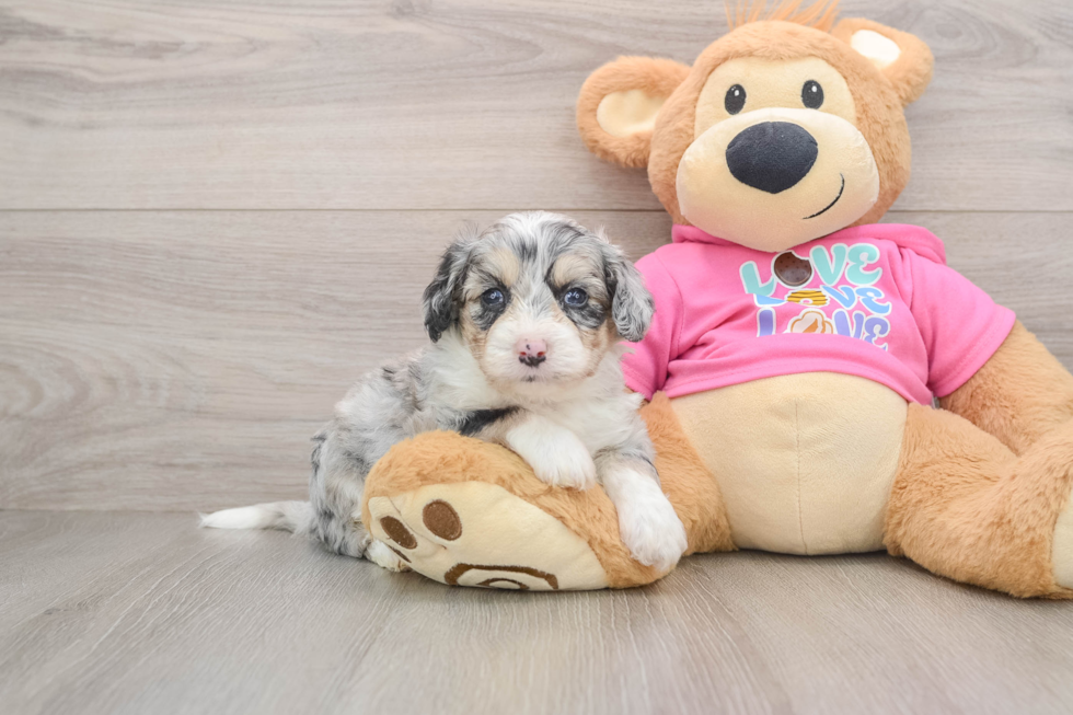 Playful Aussie Bichon Designer Puppy