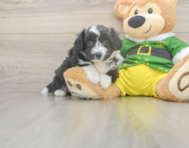 5 week old Aussiechon Puppy For Sale - Premier Pups