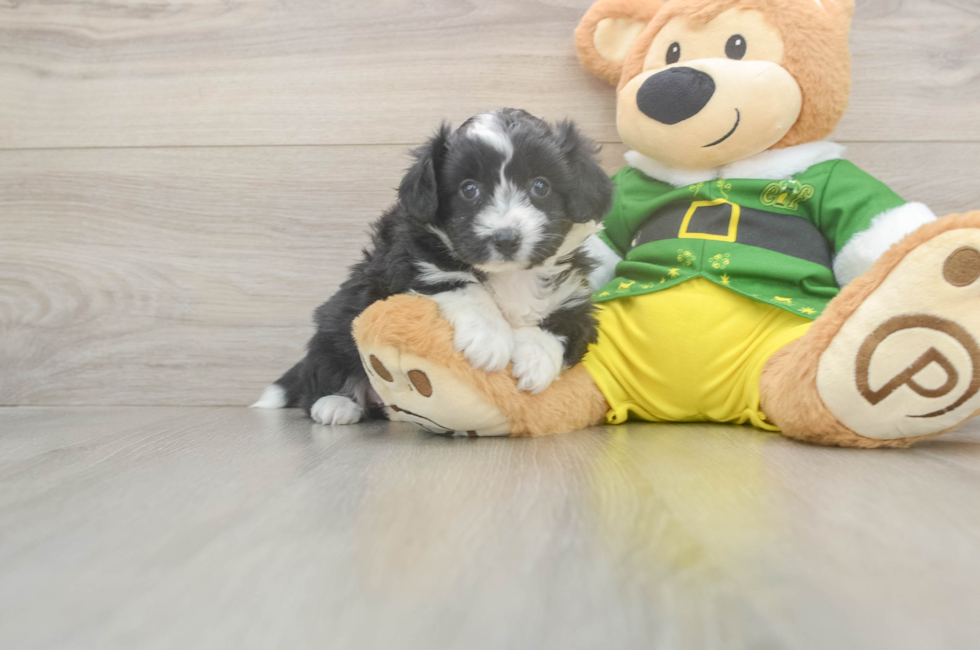 5 week old Aussiechon Puppy For Sale - Premier Pups