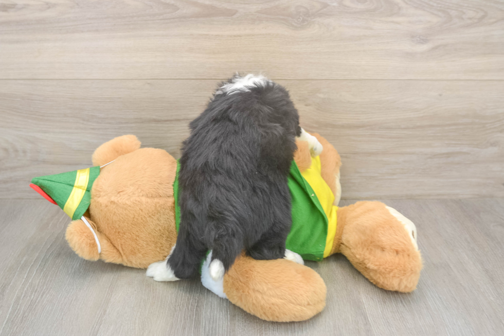 Aussiechon Puppy for Adoption