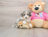 8 week old Aussiechon Puppy For Sale - Premier Pups