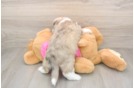 Energetic Aussie Bichon Designer Puppy
