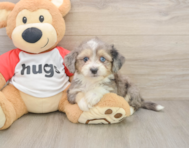 7 week old Aussiechon Puppy For Sale - Premier Pups