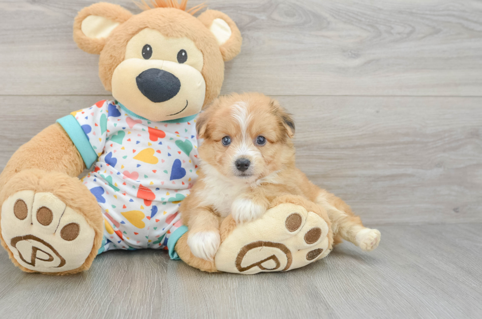 5 week old Aussiechon Puppy For Sale - Premier Pups