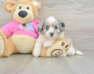 7 week old Aussiechon Puppy For Sale - Premier Pups