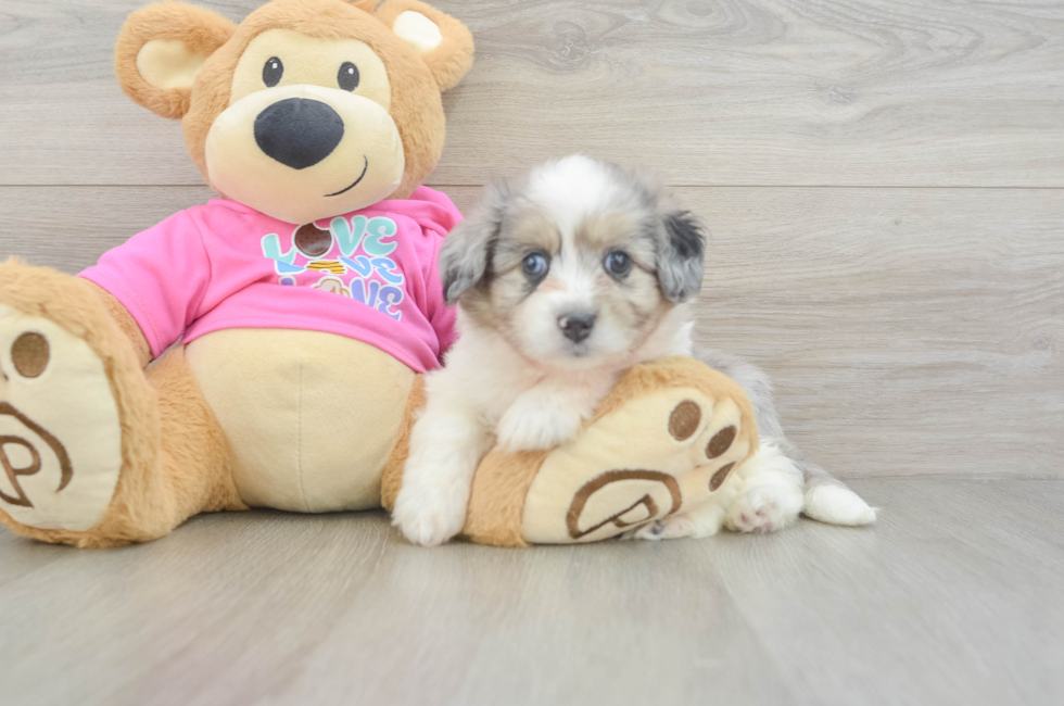 6 week old Aussiechon Puppy For Sale - Premier Pups