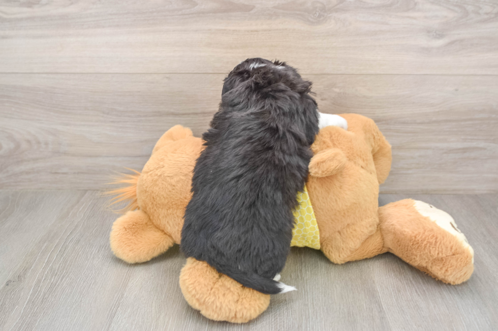 Petite Aussiechon Designer Pup