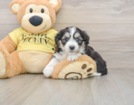 6 week old Aussiechon Puppy For Sale - Premier Pups