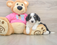 7 week old Aussiechon Puppy For Sale - Premier Pups