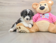 5 week old Aussiechon Puppy For Sale - Premier Pups