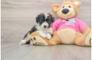 Best Aussiechon Baby