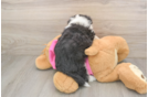 Aussiechon Puppy for Adoption
