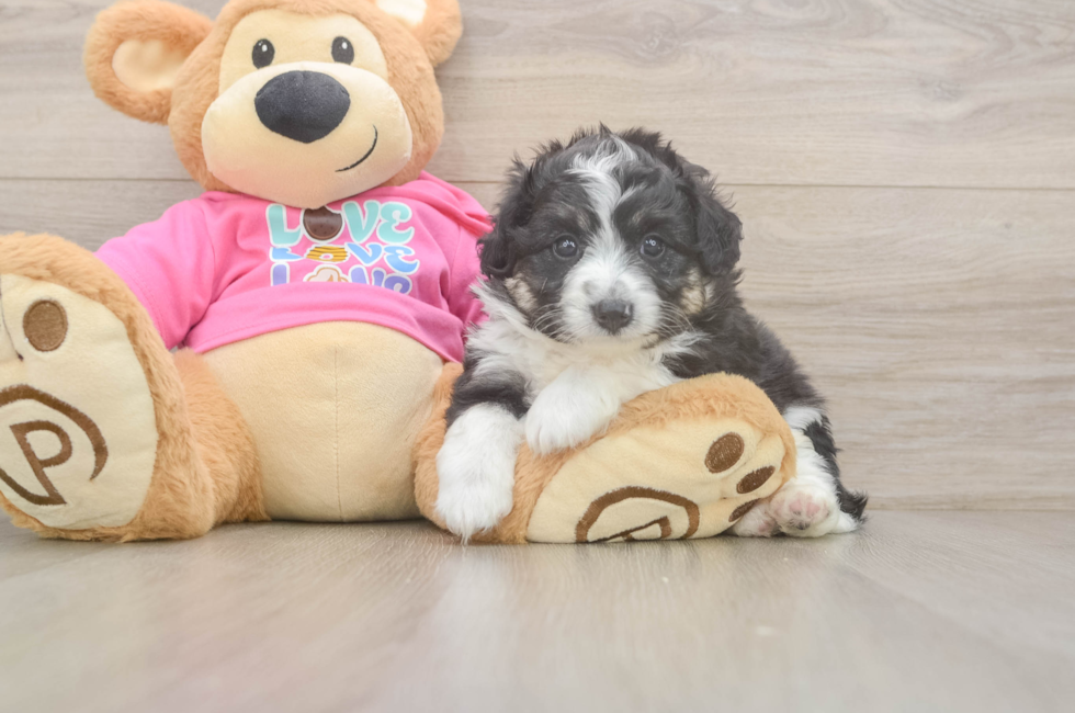 5 week old Aussiechon Puppy For Sale - Premier Pups