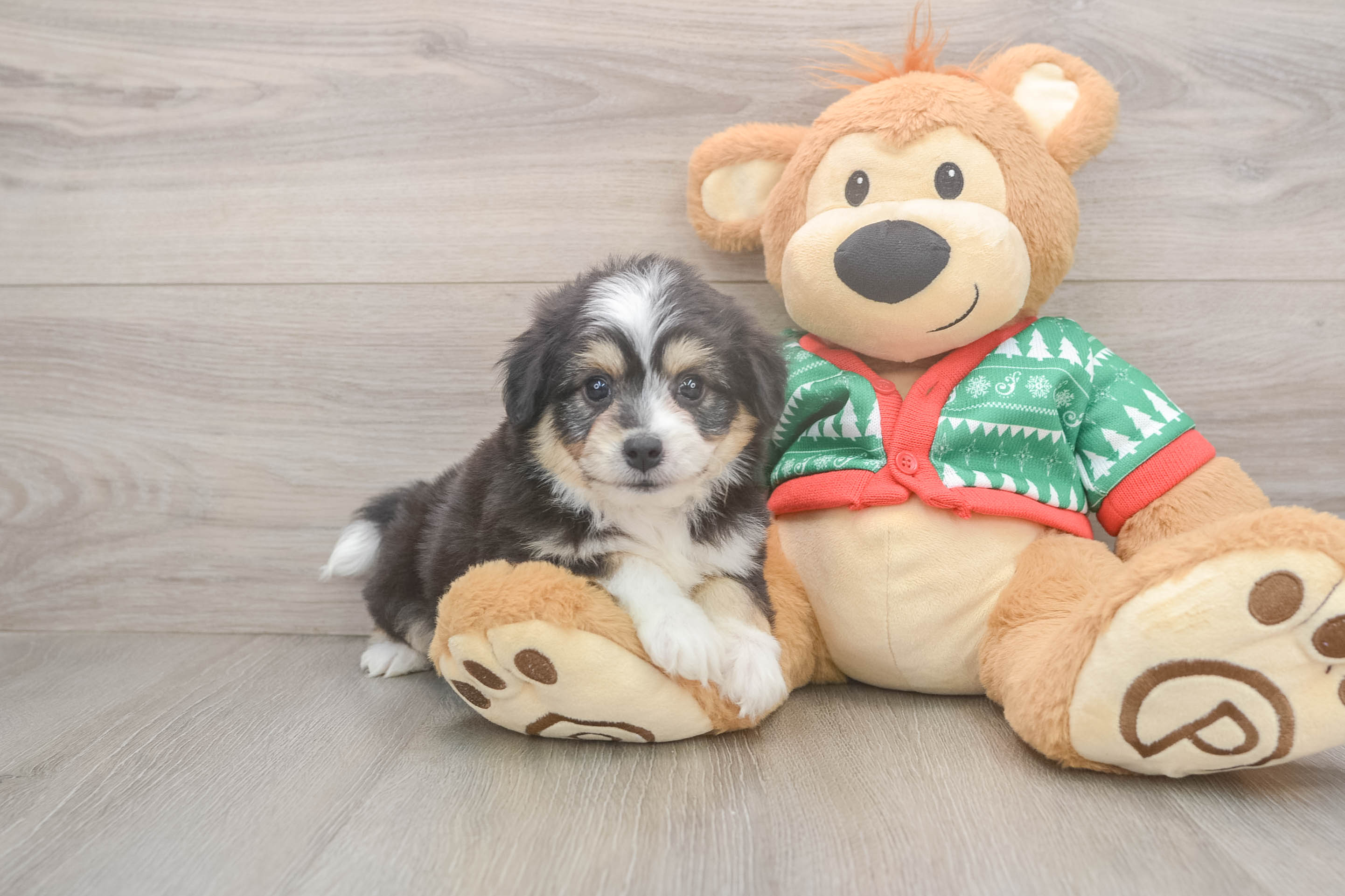 Aussiechon Pup Being Cute